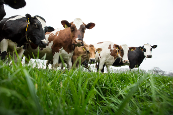 Agri